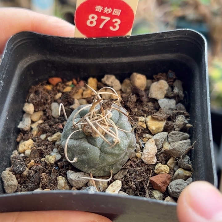 实生长刺娇丽2.4cm