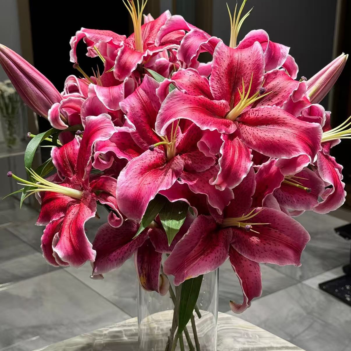 黑美人香水百合单瓣紫红色花卉水养易活适合家居装饰