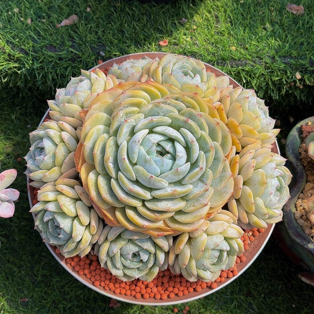 劳林无砍一物一拍