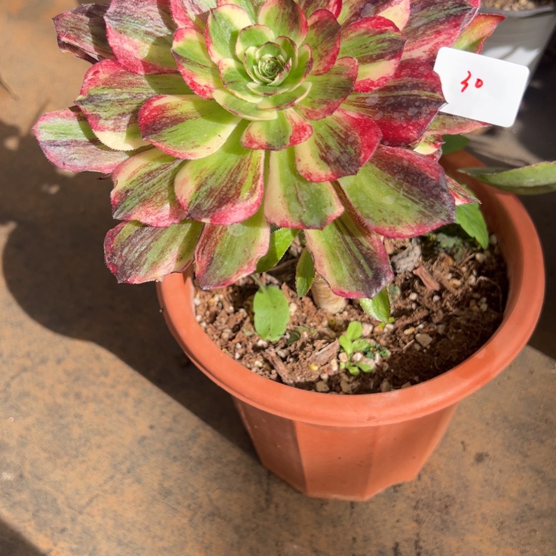 30伯爵嫁接多肉椅子