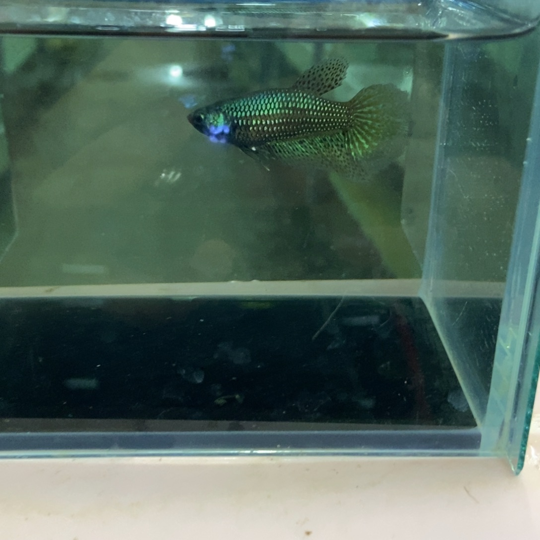 斗鱼包活不包损所见即所得139