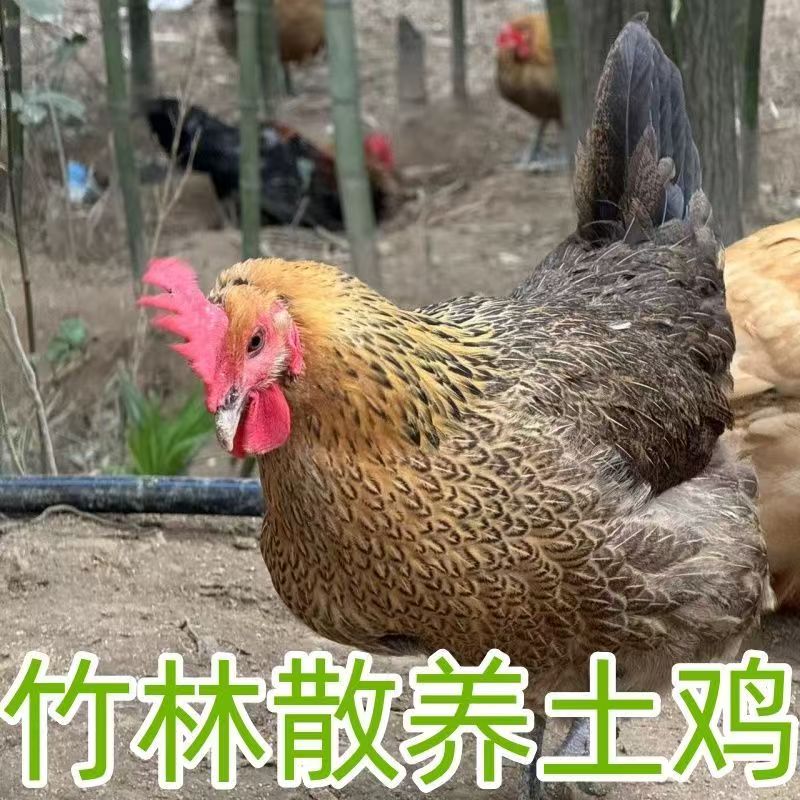 正宗大别山林下黄油老鸡老母鸡土鸡（拍2发4）