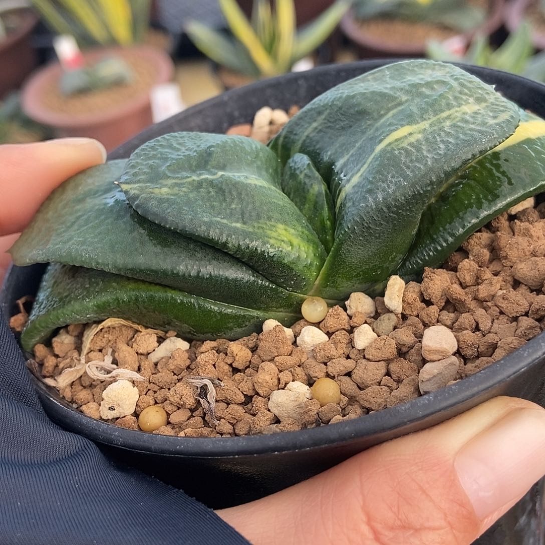 1149卧牛实生锦带盆发货