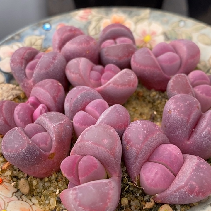 红大内1颗红大内