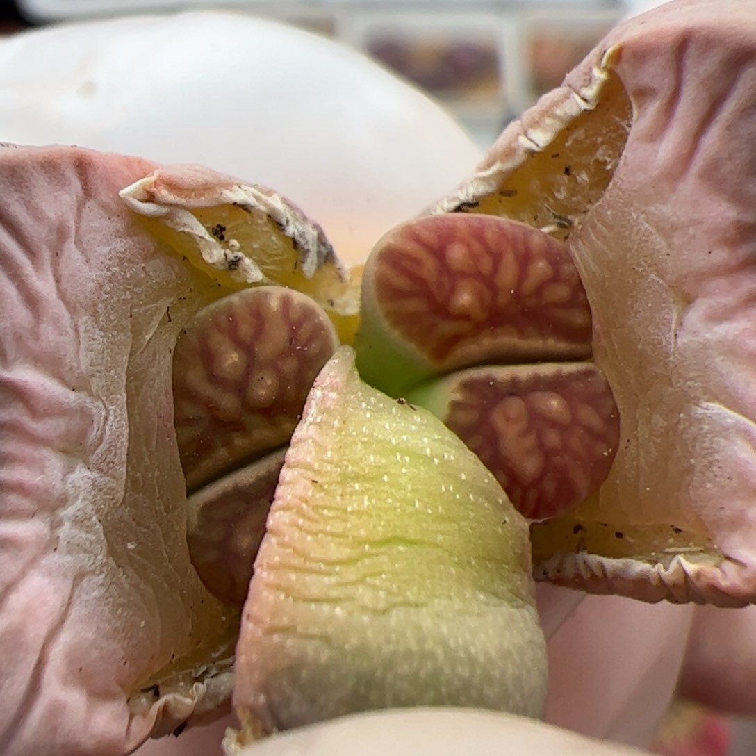 0716号菊多肉植物