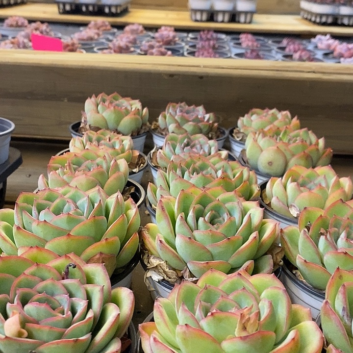 晨露福利多多去拍