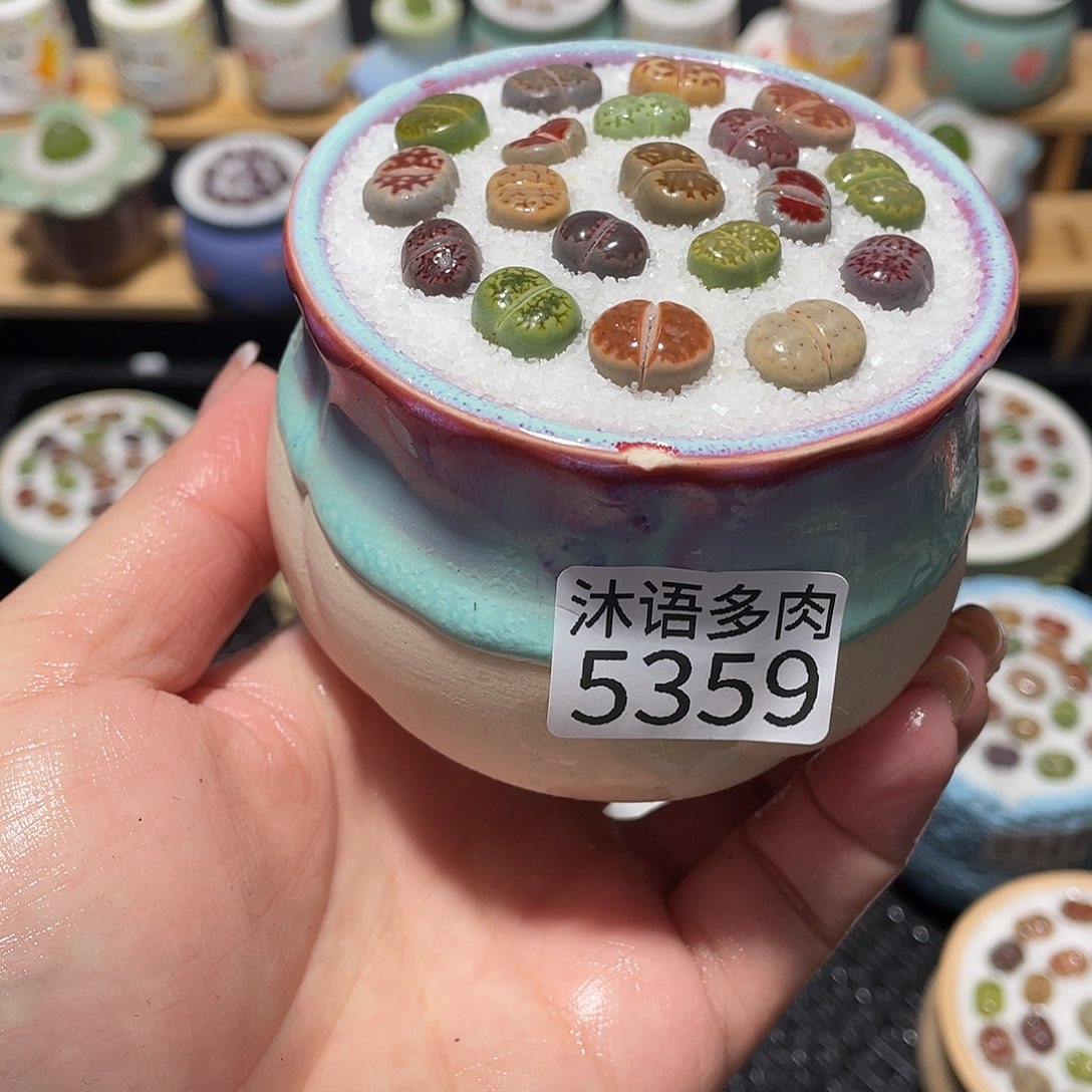 带盆土植物 一物一拍5359盆微瑕