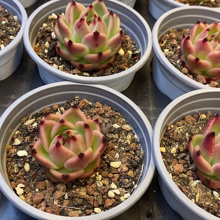 蓝龙单头福利多多