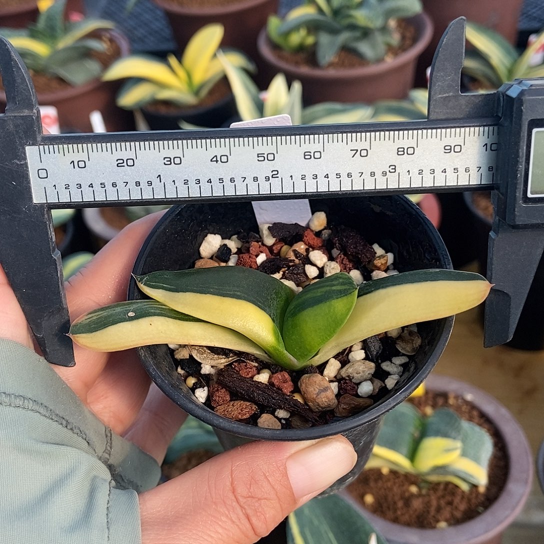 303卧牛实生锦带盆发货