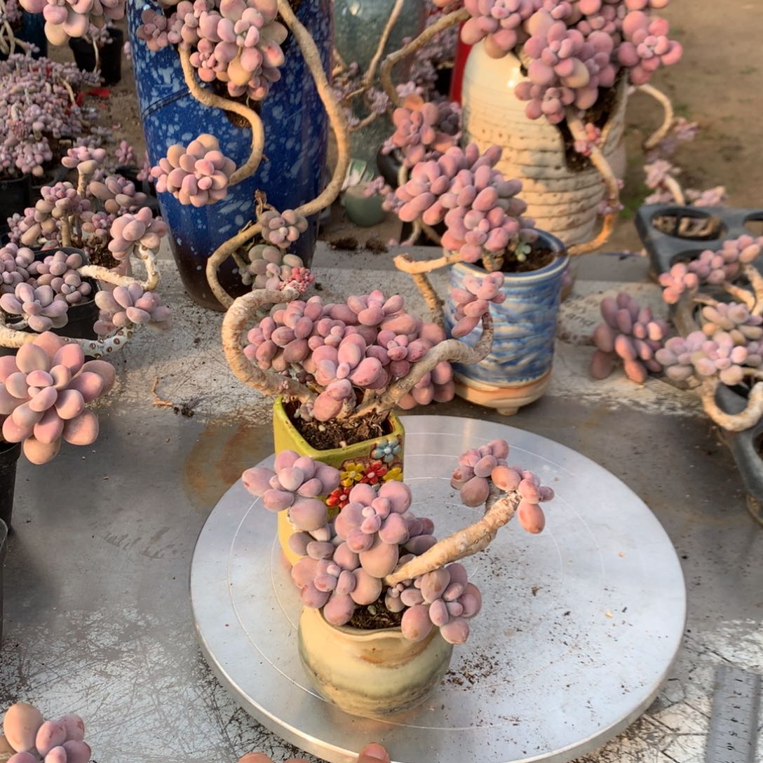 桃蛋老桩不带盆两颗35号