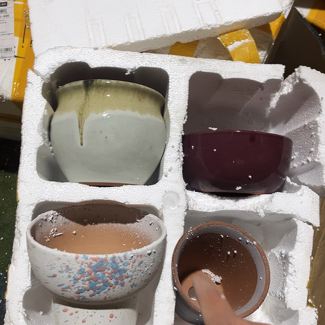 紫砂花盆里的小猫咪