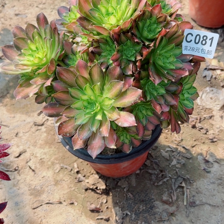 81韶华多肉植物萃取精华