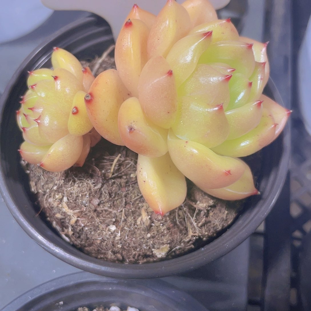 早安a017一物一拍