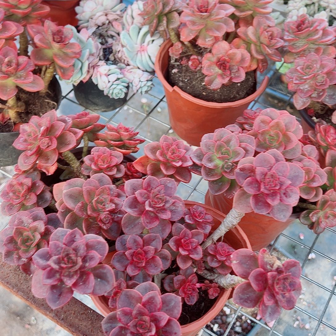 巧克力玫瑰多头群生三盆