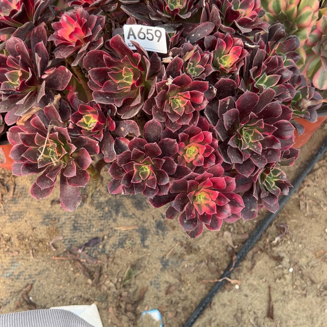 659金丝雀多肉植物法师多肉