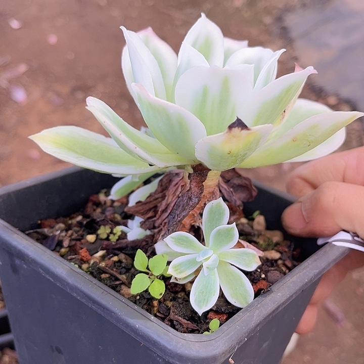 柠檬玫瑰锦0857多肉植物