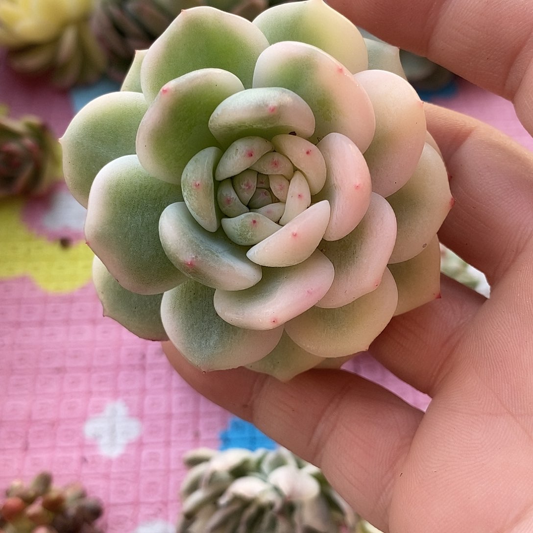 584星影锦多肉植物哇啦塞哇啦塞