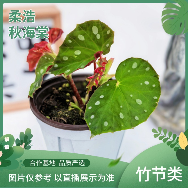 柔浩秋海棠植物易种植开花好看观花观叶耐阴