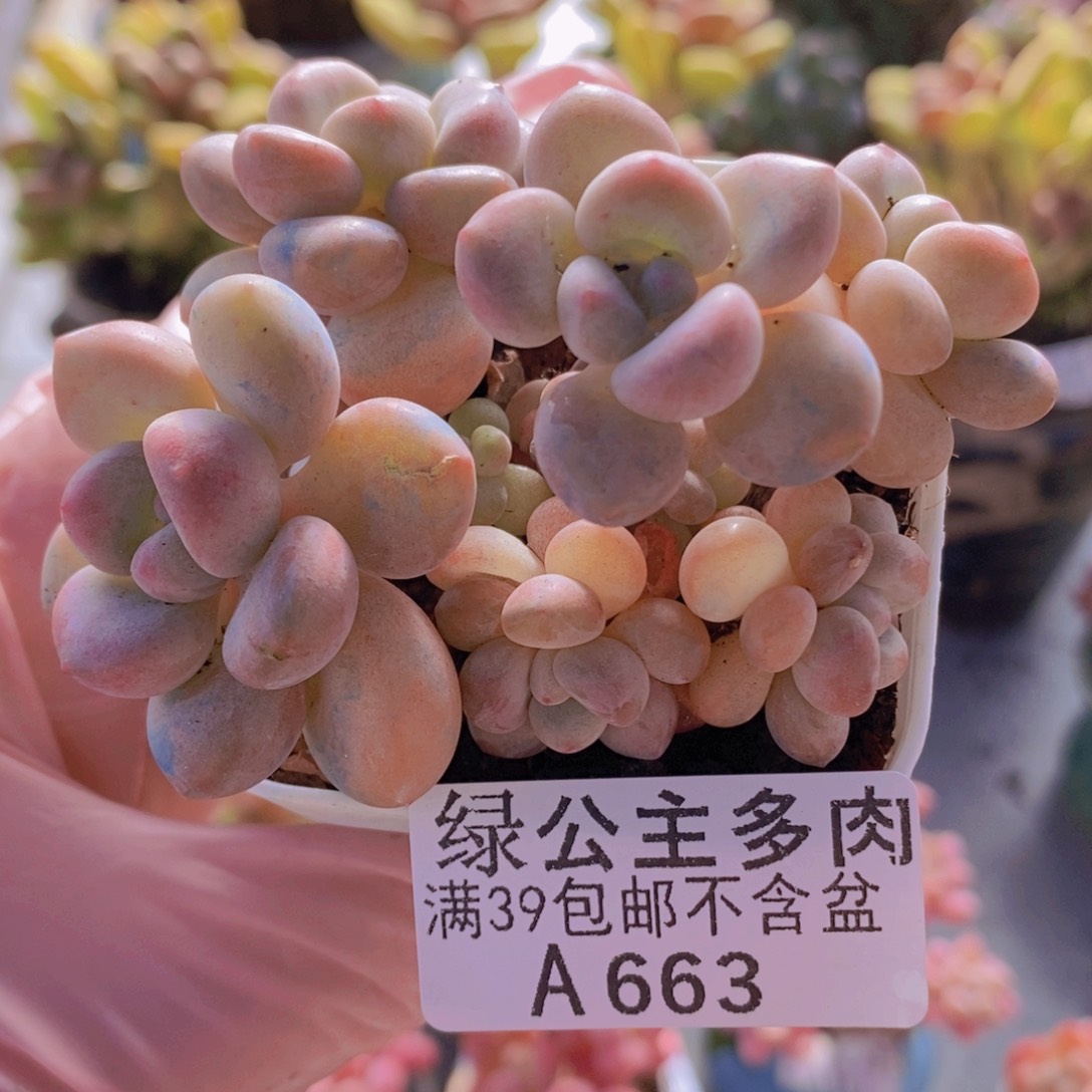 萤火虫6cm663多肉