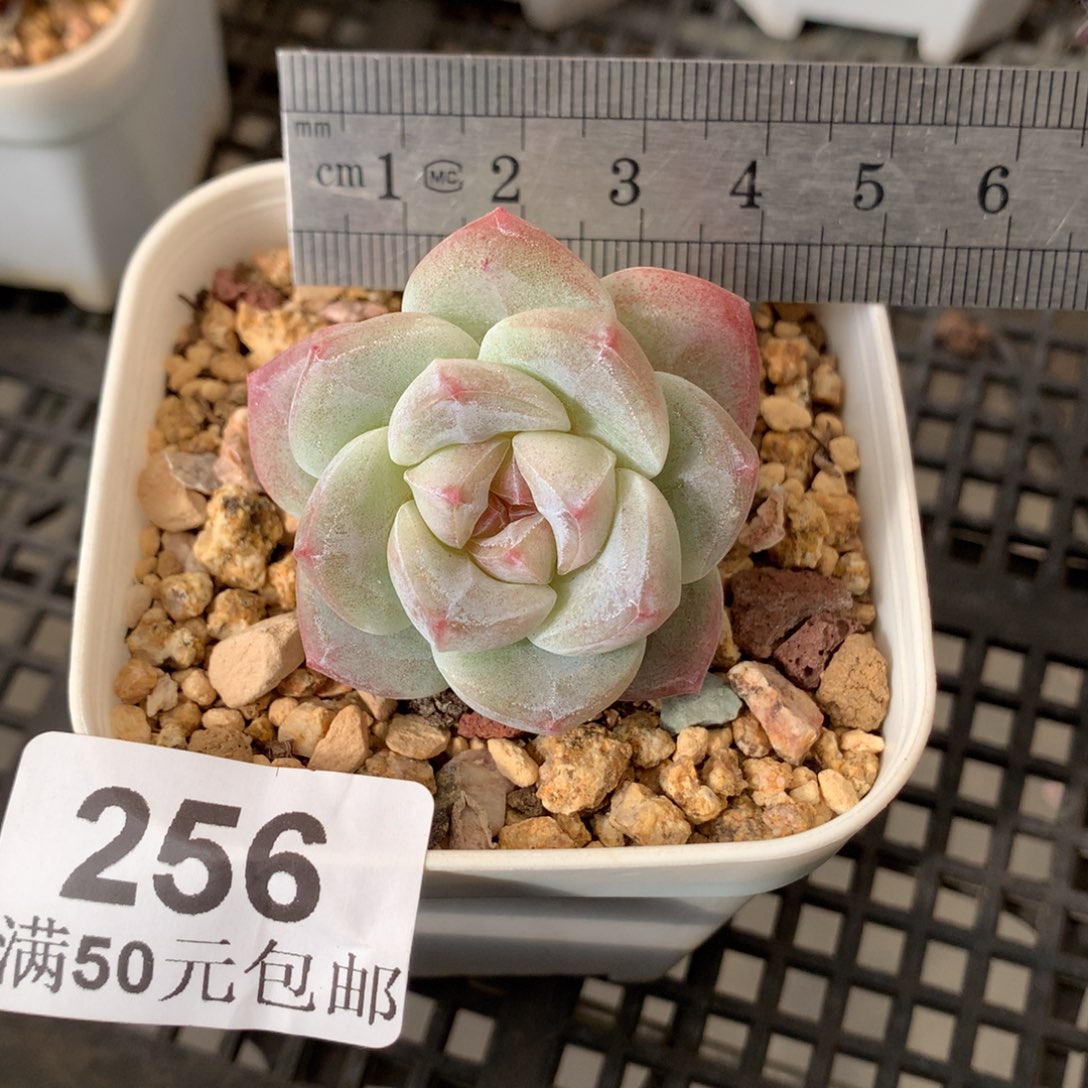 256。老桩翡翠冰玉。米奇头三头。