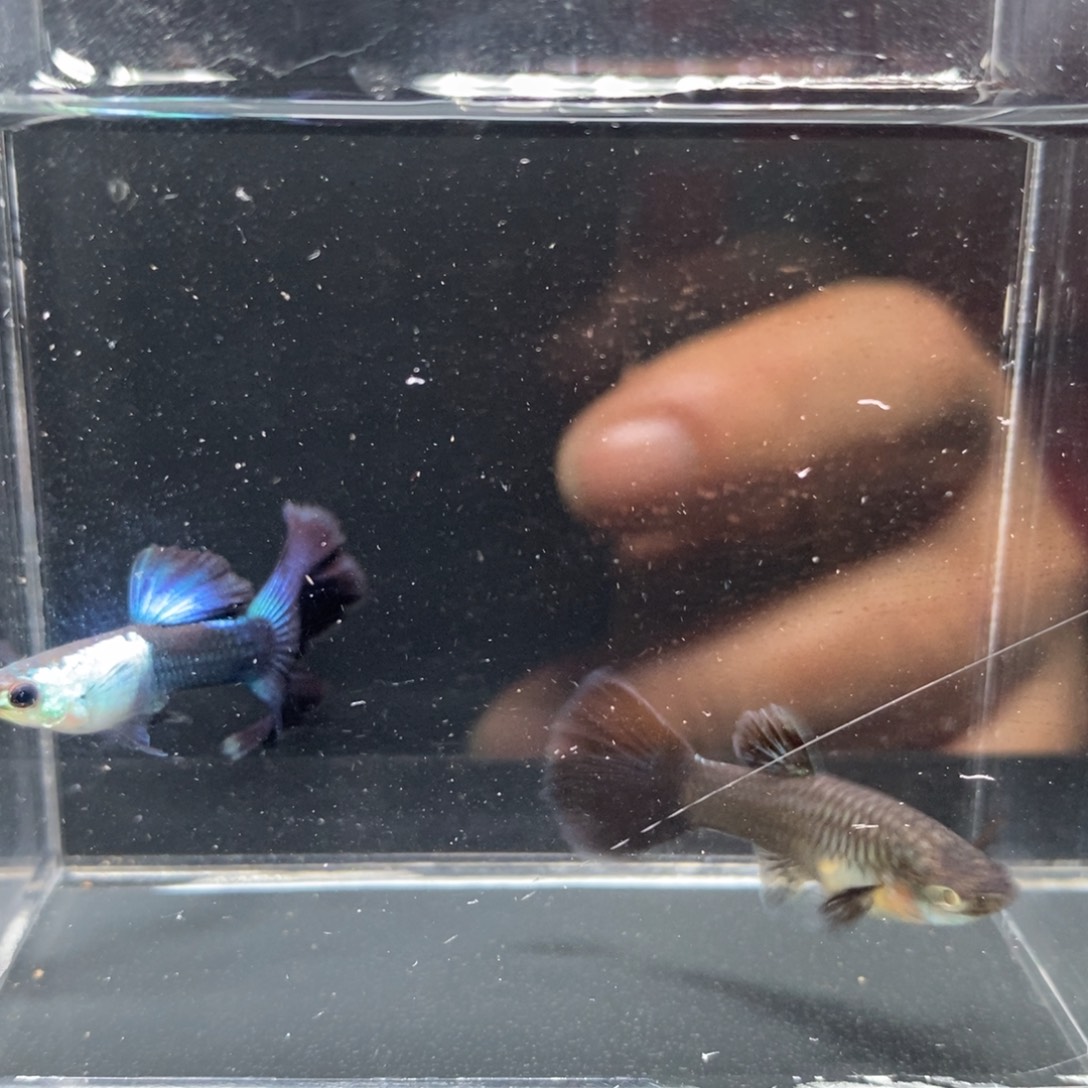 孔雀鱼圣罗兰艾尔银一对