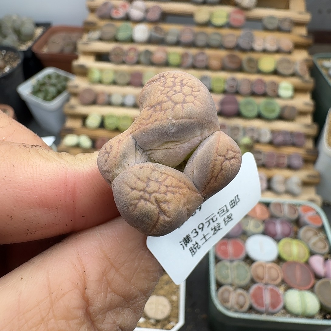 709多肉哈哈哈哈哈哈哈