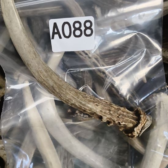 ****雨鹿角鹿角鹿角鹿角鹿角