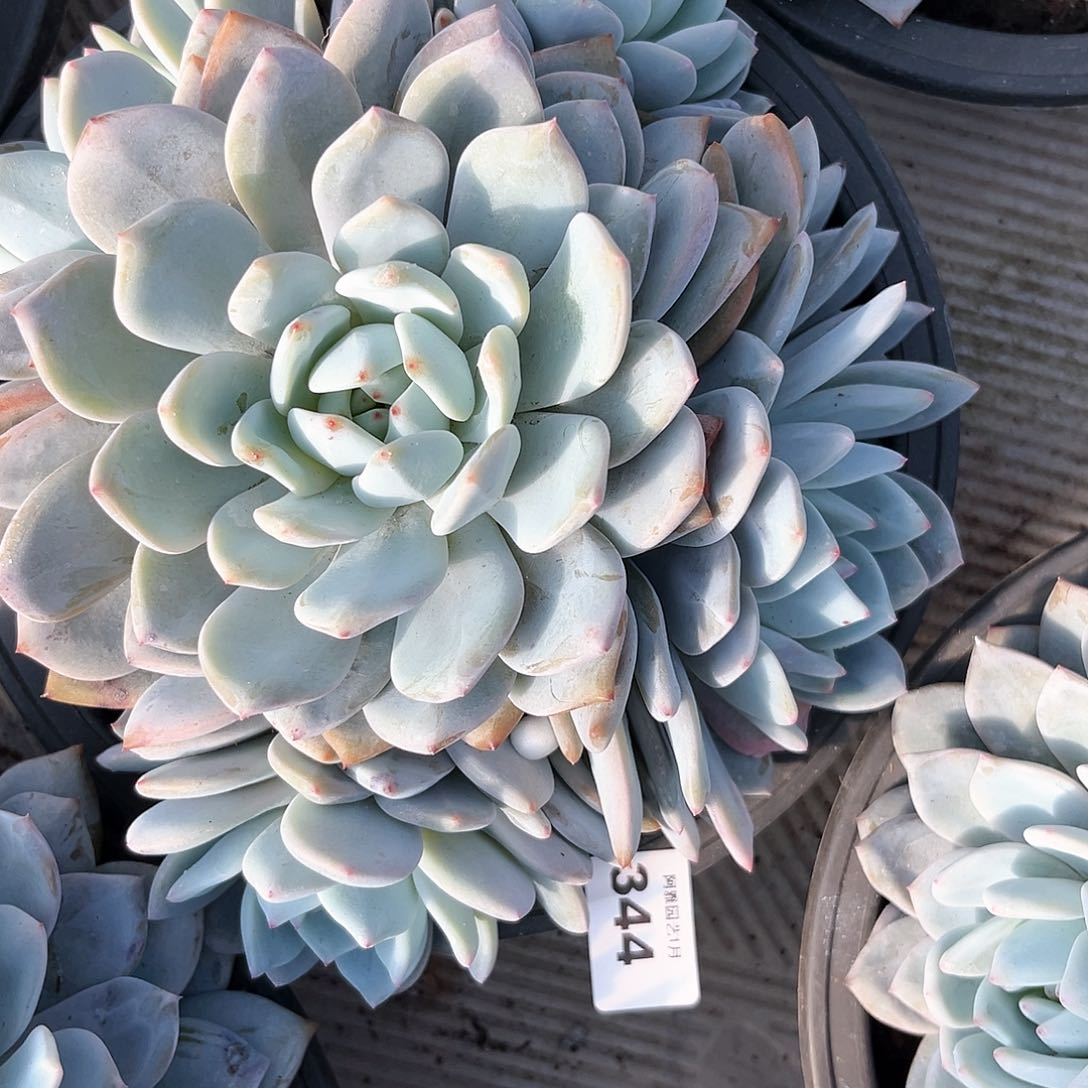 阿雅园艺。              344