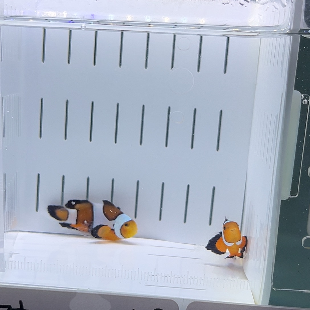 海水鱼公子礼服一对