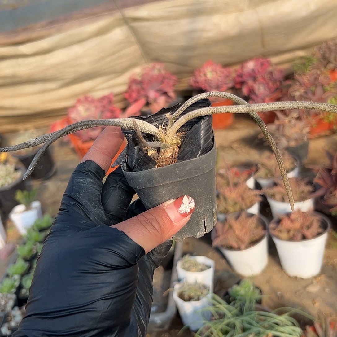 多肉植物长叶美杜莎