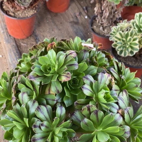 618必火满25包邮多肉