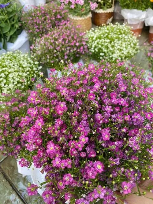 满天星鲜花盆栽带花苞多年生四季开花好养活室内外绿植花卉