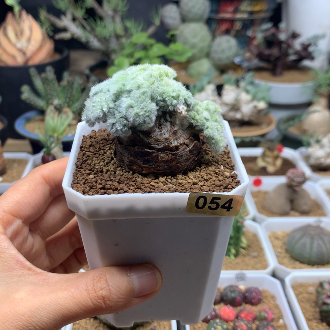 羽叶杨葵母本带盆054