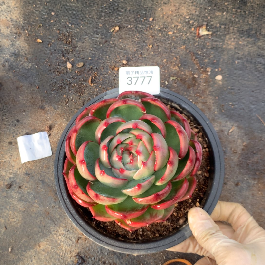 3777一物一拍12厘米