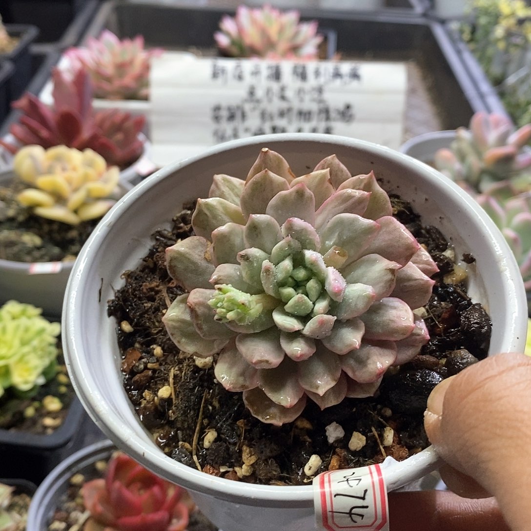 2474青苹果锦多肉