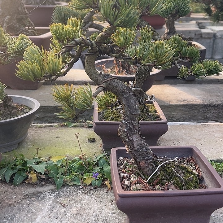 无花朵老盆口大阪松