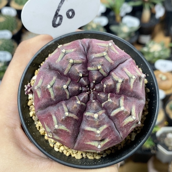 60号紫皮梦想6.5cm