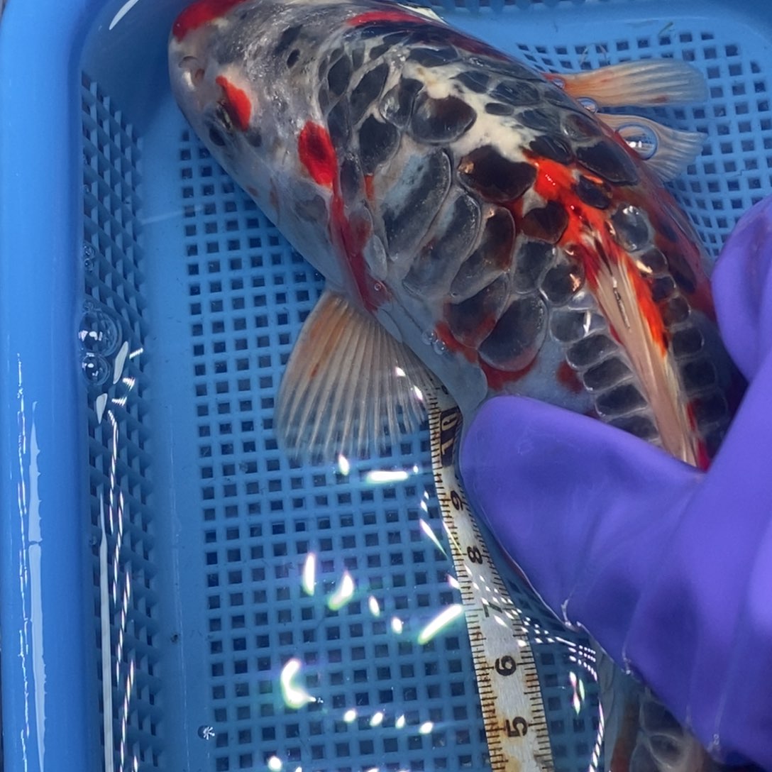 锦鲤冷水锦鲤包邮