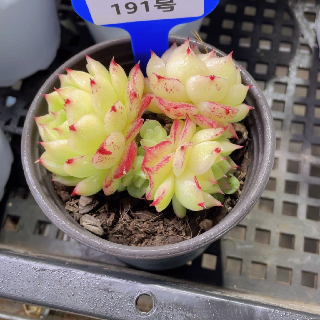 191号凤凰火麦秆多头
