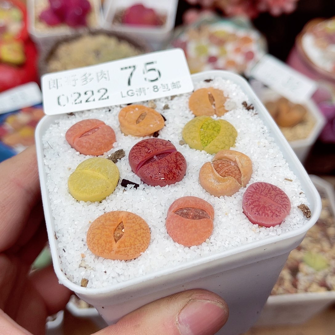 郎哥多少生石花21-75
