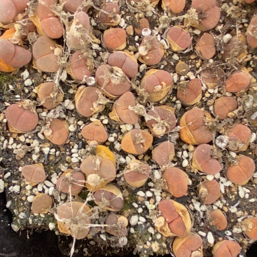 桃喜花园0526-59风铃福利