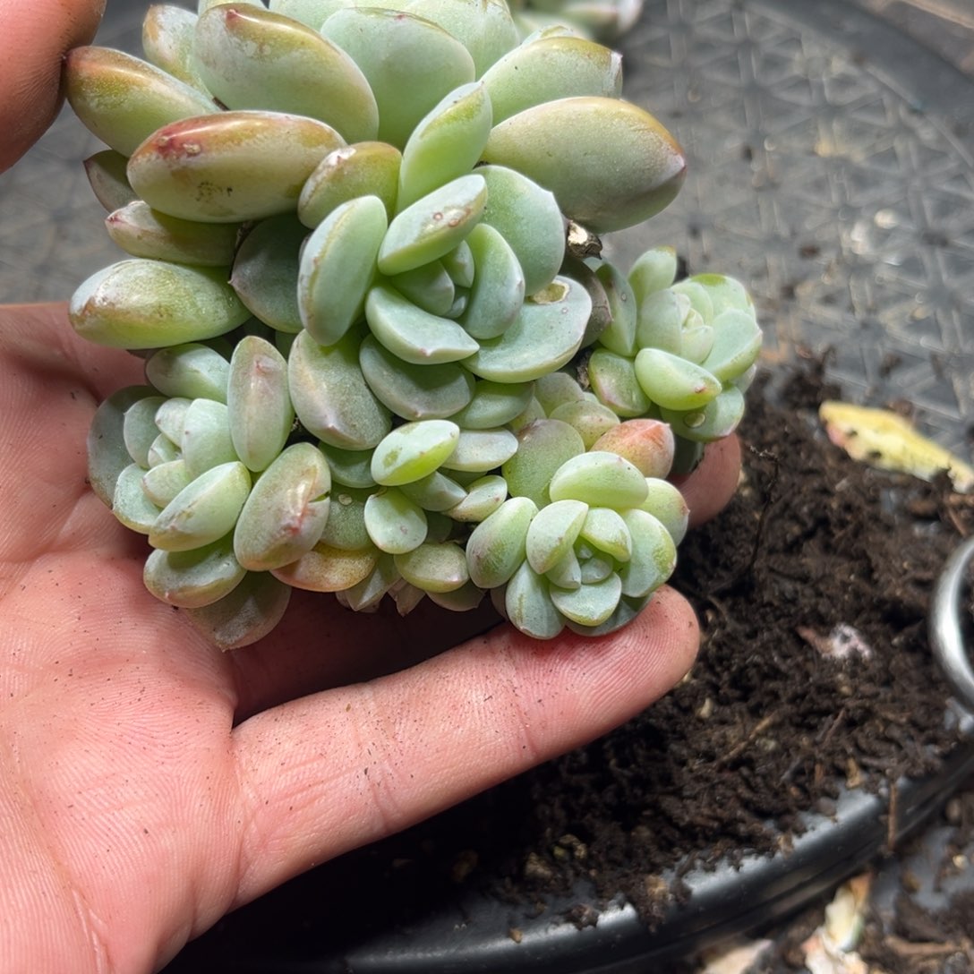 冰玉群生12头8厘米多肉植物01