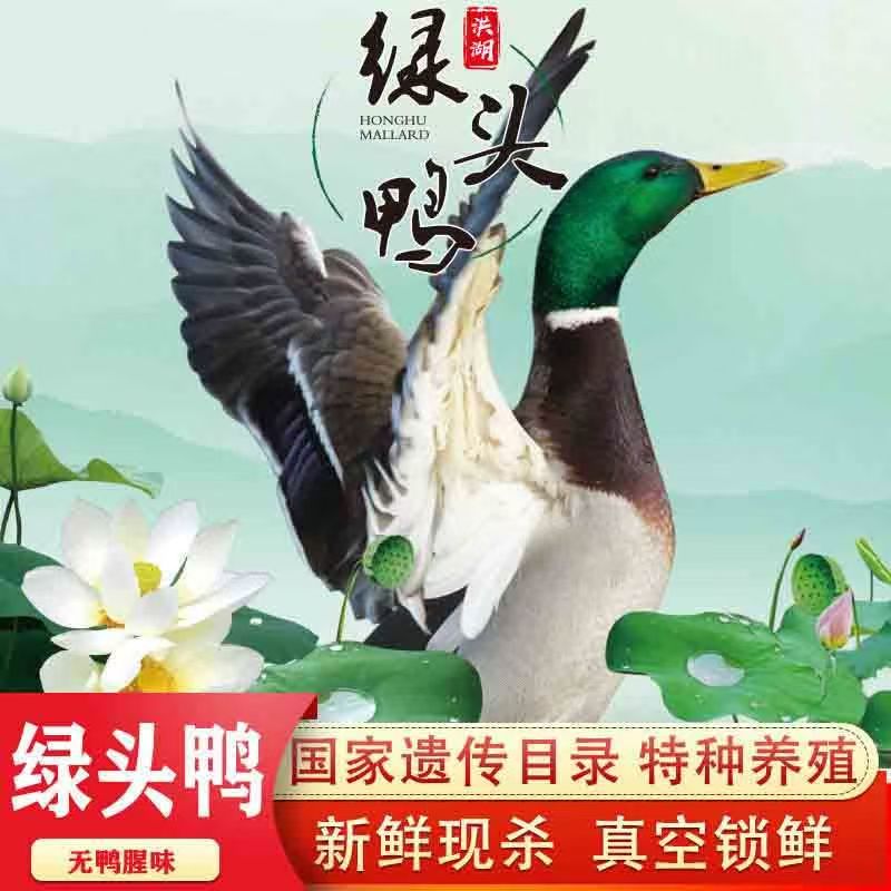 洪湖绿头鸭绿头飞鸭正宗散养蓝羽鸭子水鸭新鲜现杀冷冻绿头鸭肉