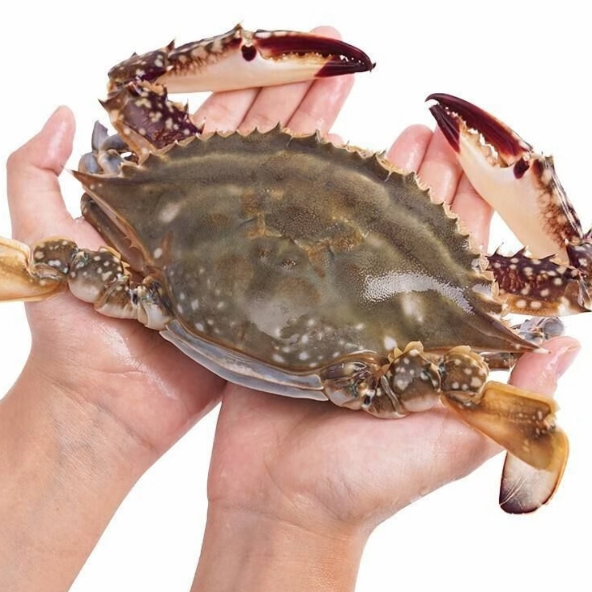 【冻蟹】才睡着的梭子蟹4-6只（1斤450-550两）