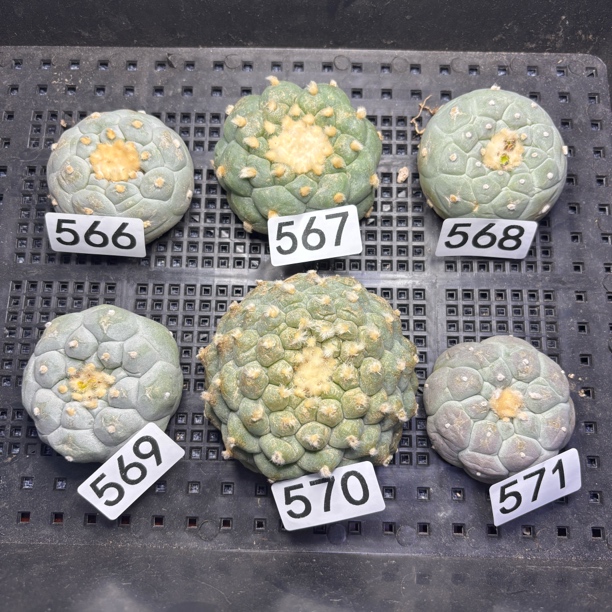 仙人球 有根 一物一拍 566-571