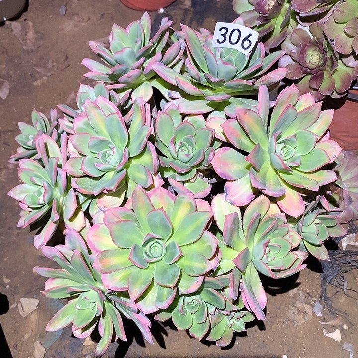 多肉植物法师306星灿