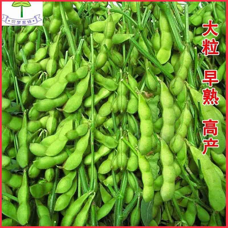 大粒九月鲜又名九月寒晚熟毛豆种子高产鲜食重阳豆菜用毛豆蔬菜种