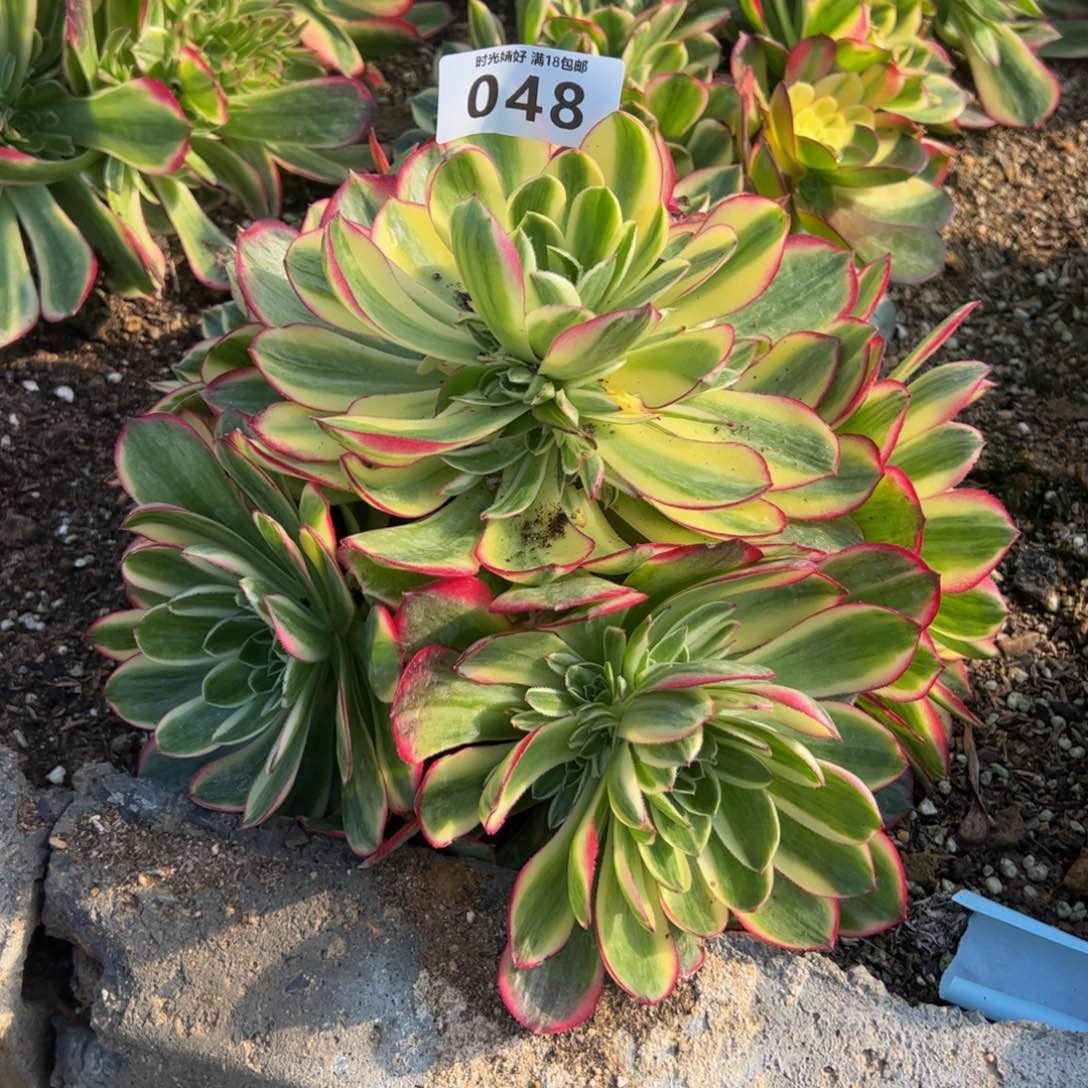 048海王多肉植物