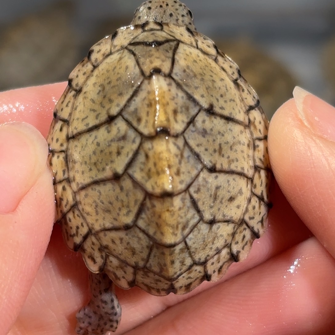 宠物龟不分公母红领巾满文黑刀