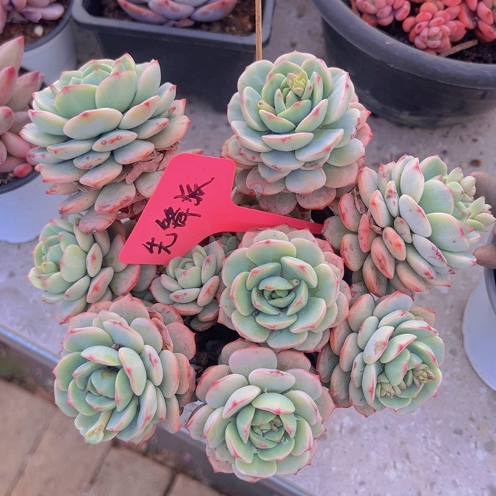 健健康康平平安安